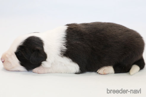 成約済の神奈川県のボーダーコリー-274594の8枚目